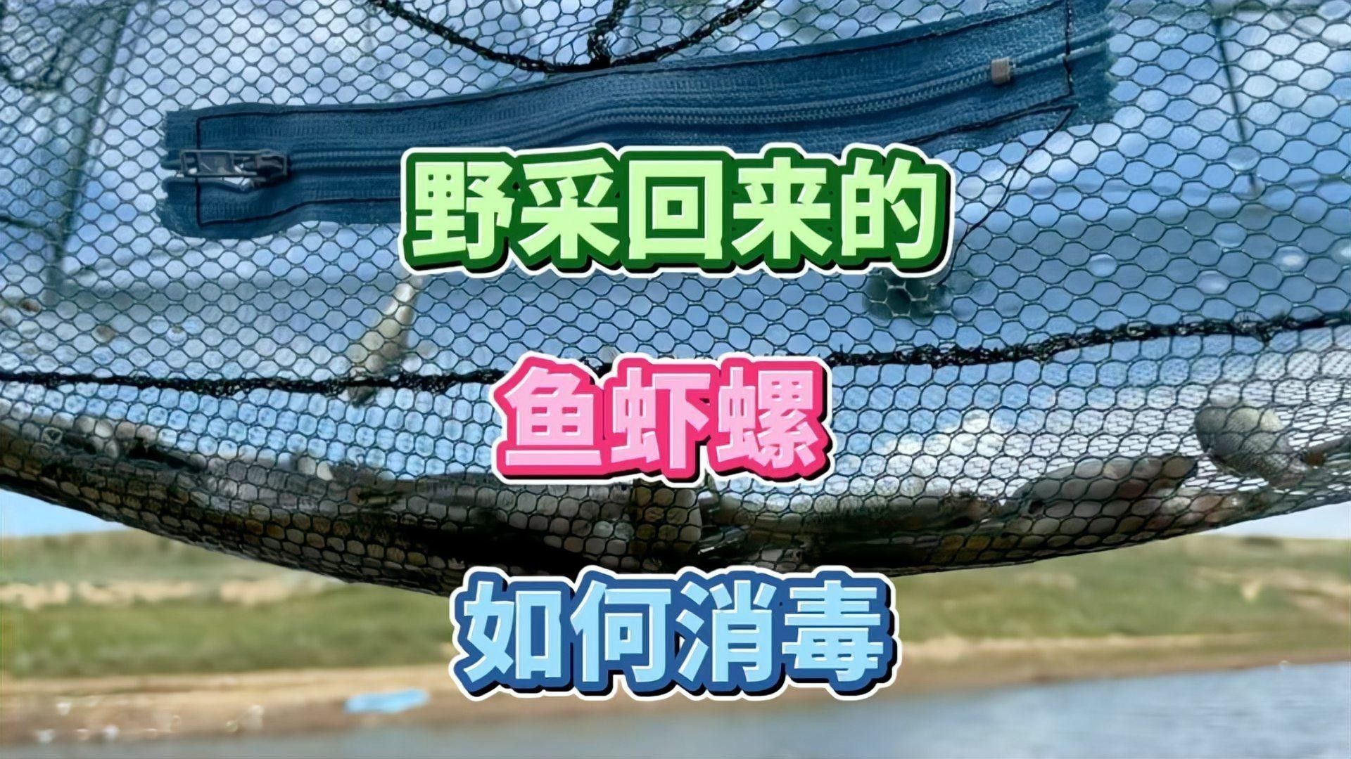 如何消毒處理活餌以避免寄生蟲：活餌（如小魚、蝦、水蚤等）可能攜帶寄生蟲或病原菌