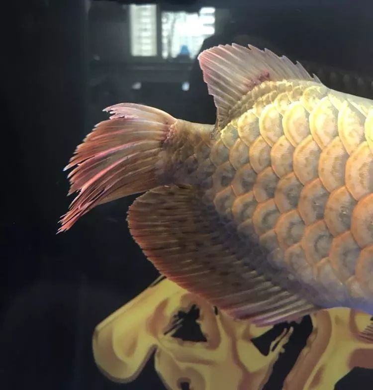 如何降低龍魚攻擊蝴蝶錦鯉的風險：養蝴蝶鯉總養不活老魚友的5字訣