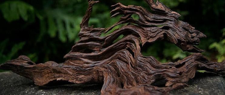 沉木需要煮多久：新買(mǎi)的沉木怎么處理