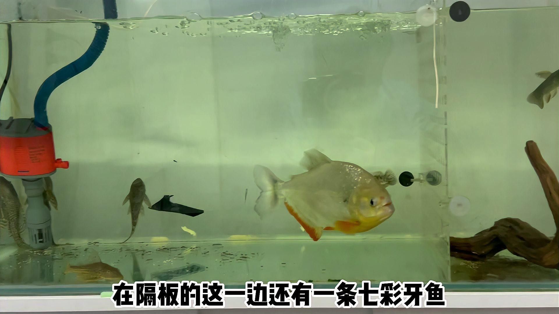 雷龍魚和食人魚哪個(gè)更厲害：七彩雷龍?zhí)魬?zhàn)兇猛食人魚,能否獲勝挪威的森林聽