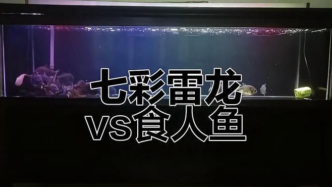 雷龍魚和食人魚哪個(gè)更厲害：七彩雷龍?zhí)魬?zhàn)兇猛食人魚,能否獲勝挪威的森林聽