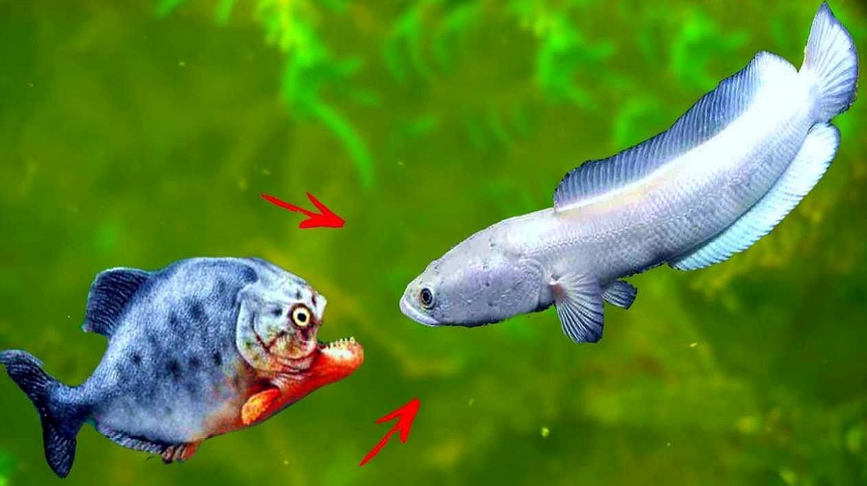 雷龍魚和食人魚哪個(gè)更厲害：七彩雷龍?zhí)魬?zhàn)兇猛食人魚,能否獲勝挪威的森林聽