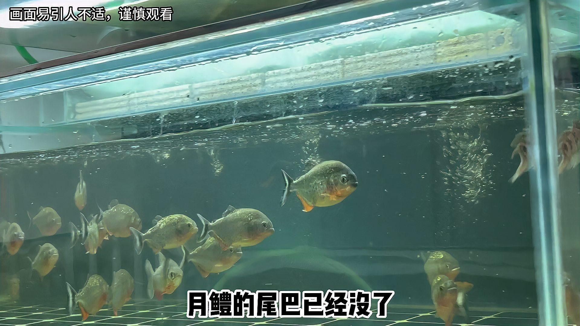雷龍魚和食人魚哪個(gè)更厲害：七彩雷龍?zhí)魬?zhàn)兇猛食人魚,能否獲勝挪威的森林聽