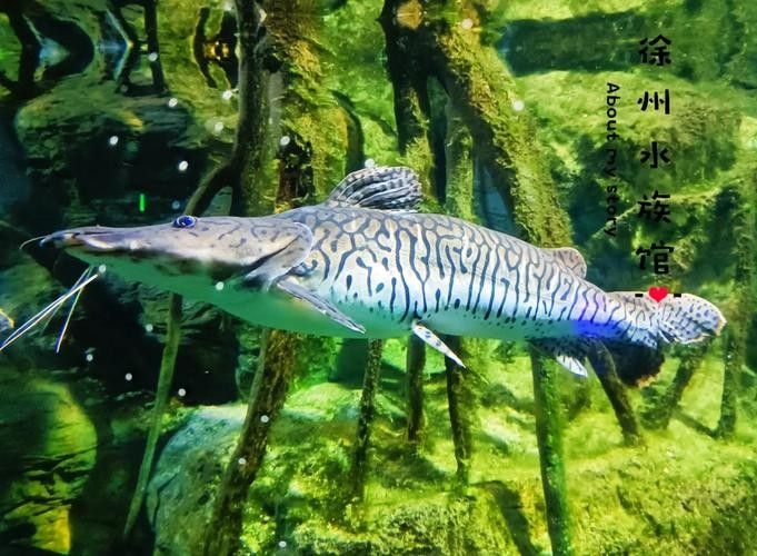 徐州哪個水族館龍魚好？祥龍魚場龍魚：徐州云龍湖水上世界水族館和祥龍魚場和祥龍魚場都是觀賞龍魚的好去處
