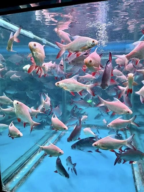 徐州哪個水族館龍魚好？祥龍魚場龍魚：徐州云龍湖水上世界水族館和祥龍魚場和祥龍魚場都是觀賞龍魚的好去處