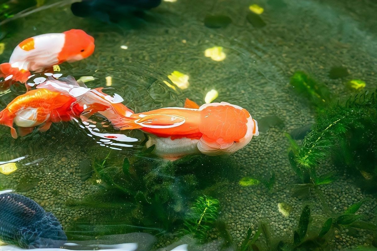 龍魚鹽浴后可以立即放回主缸嗎：龍魚鹽浴后多久換水合適