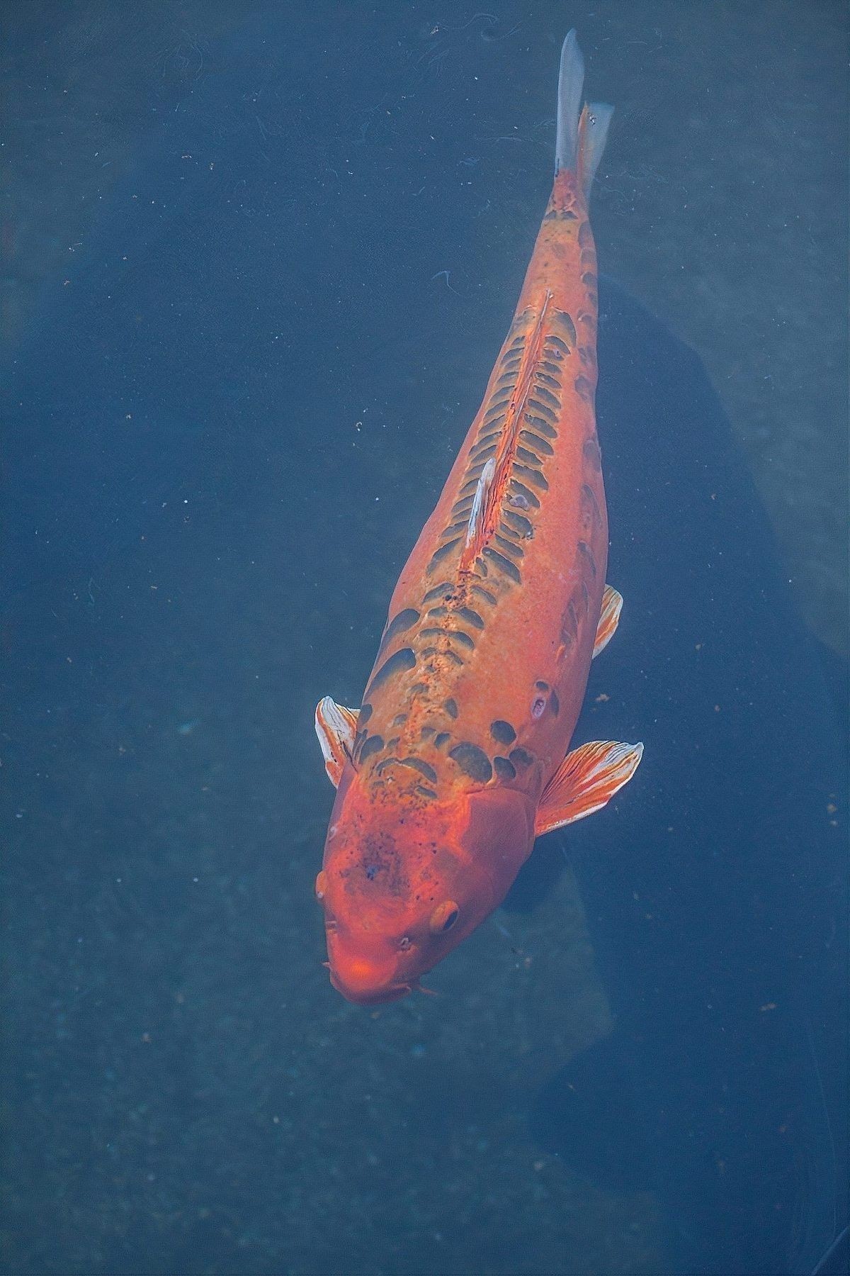 龍魚鹽浴后可以立即放回主缸嗎：龍魚鹽浴后多久換水合適
