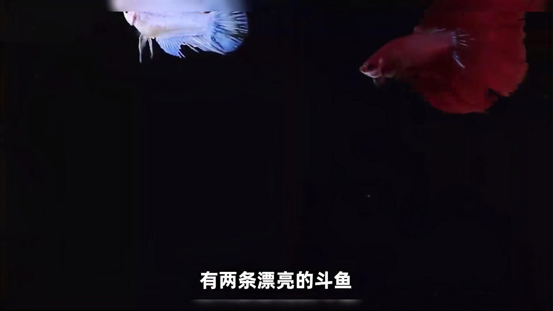 哪些魚類有特殊的求偶方式：探秘魚的“愛情密碼”