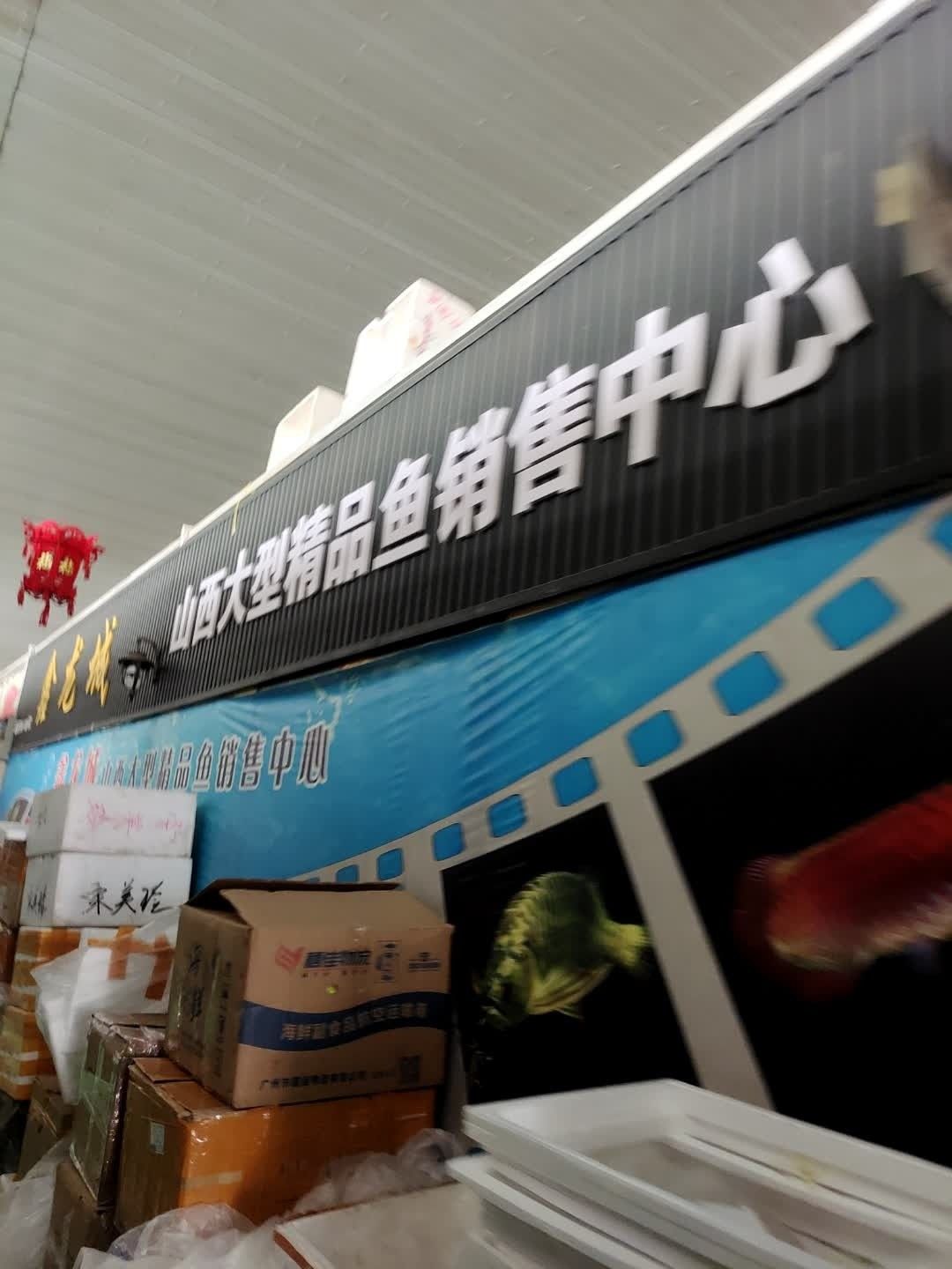 如何在太原找到可靠的龍魚賣家：在太原尋找可靠的龍魚賣家