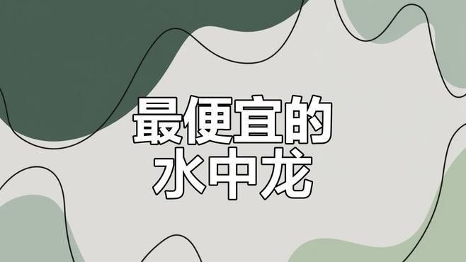 如何在家中飼養曼龍魚：如何在家飼養曼龍魚