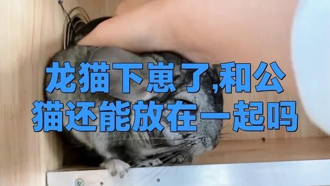 龍貓繁殖后多久可以放回籠子：新手如何飼養龍貓