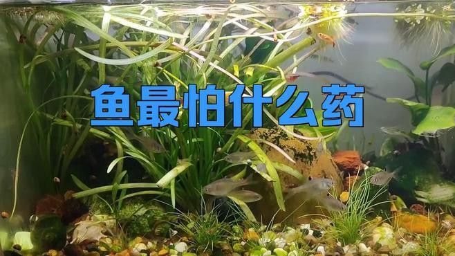 哪些藥物是龍魚外傷的禁忌：龍魚外傷治療需謹慎選擇藥物以下為禁忌藥物及注意事項 哪些藥物是龍魚外傷的禁忌：龍魚外傷治療需謹慎選擇藥物以下為禁忌藥物及注意事項 龍魚百科 第2張