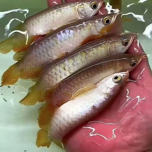 血紅龍魚(yú)苗的價(jià)格是多少？：養(yǎng)紅龍魚(yú)需要注意什么