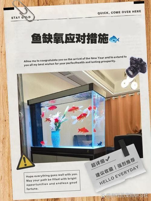 金龍魚多久不充氧會死:金龍魚停止充氧后的存活時間主要受飼養密度、水質和魚缸環境等因素影響 龍魚百科 第6張 金龍魚多久不充氧會死:金龍魚停止充氧后的存活時間主要受飼養密度、水質和魚缸環境等因素影響 金龍魚多久不充氧會死:金龍魚停止充氧后的存活時間主要受飼養密度、水質和魚缸環境等因素影響 龍魚百科 第6張