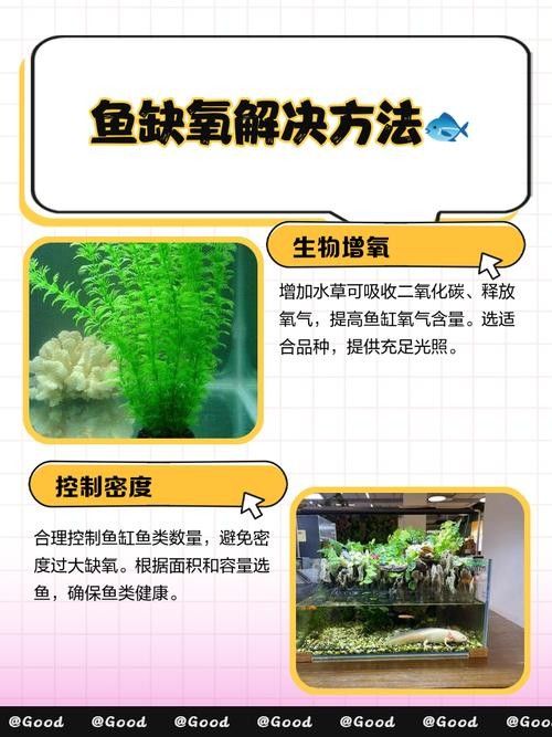 金龍魚多久不充氧會死:金龍魚停止充氧后的存活時間主要受飼養密度、水質和魚缸環境等因素影響 龍魚百科 第5張 金龍魚多久不充氧會死:金龍魚停止充氧后的存活時間主要受飼養密度、水質和魚缸環境等因素影響 金龍魚多久不充氧會死:金龍魚停止充氧后的存活時間主要受飼養密度、水質和魚缸環境等因素影響 龍魚百科 第5張