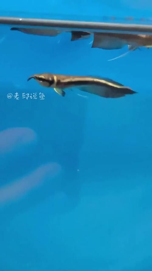 如何判斷黑帶黑龍魚是否健康：判斷黑帶黑龍魚的健康狀態需綜合觀察其外觀、行為及環境適應性