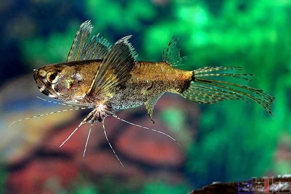如何判斷黑帶黑龍魚是否健康：判斷黑帶黑龍魚的健康狀態需綜合觀察其外觀、行為及環境適應性