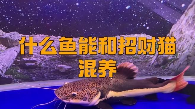 如何安全地混養(yǎng)招財(cái)貓魚和龍魚：招財(cái)貓和龍魚混養(yǎng)需確保水族箱足夠?qū)挸ǎㄗh長度至少1.5米以上