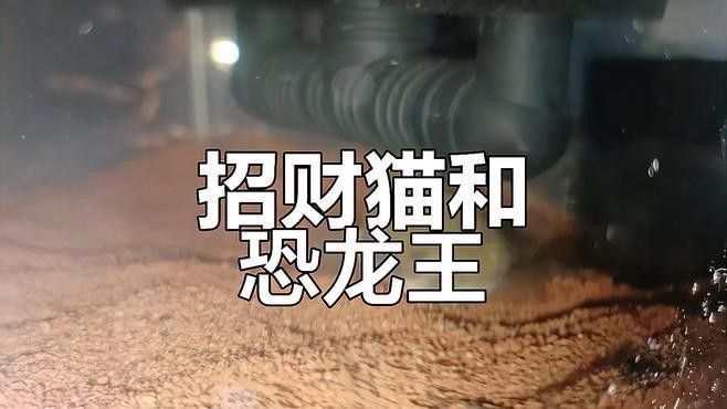 如何安全地混養(yǎng)招財(cái)貓魚和龍魚：招財(cái)貓和龍魚混養(yǎng)需確保水族箱足夠?qū)挸ǎㄗh長度至少1.5米以上