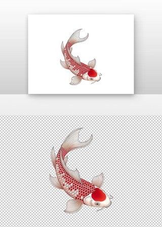 紅動網有哪些紅龍魚壁紙：紅動網提供了多種紅龍魚相關壁紙資源以下為整理內容