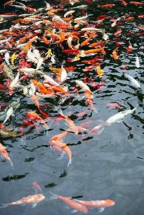 紅動網有哪些紅龍魚壁紙：紅動網提供了多種紅龍魚相關壁紙資源以下為整理內容