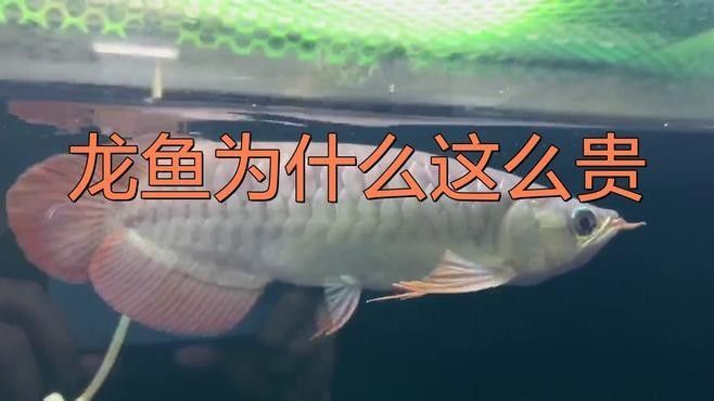 龍魚魚場的價格范圍：廣州龍魚祥龍魚場價格參考