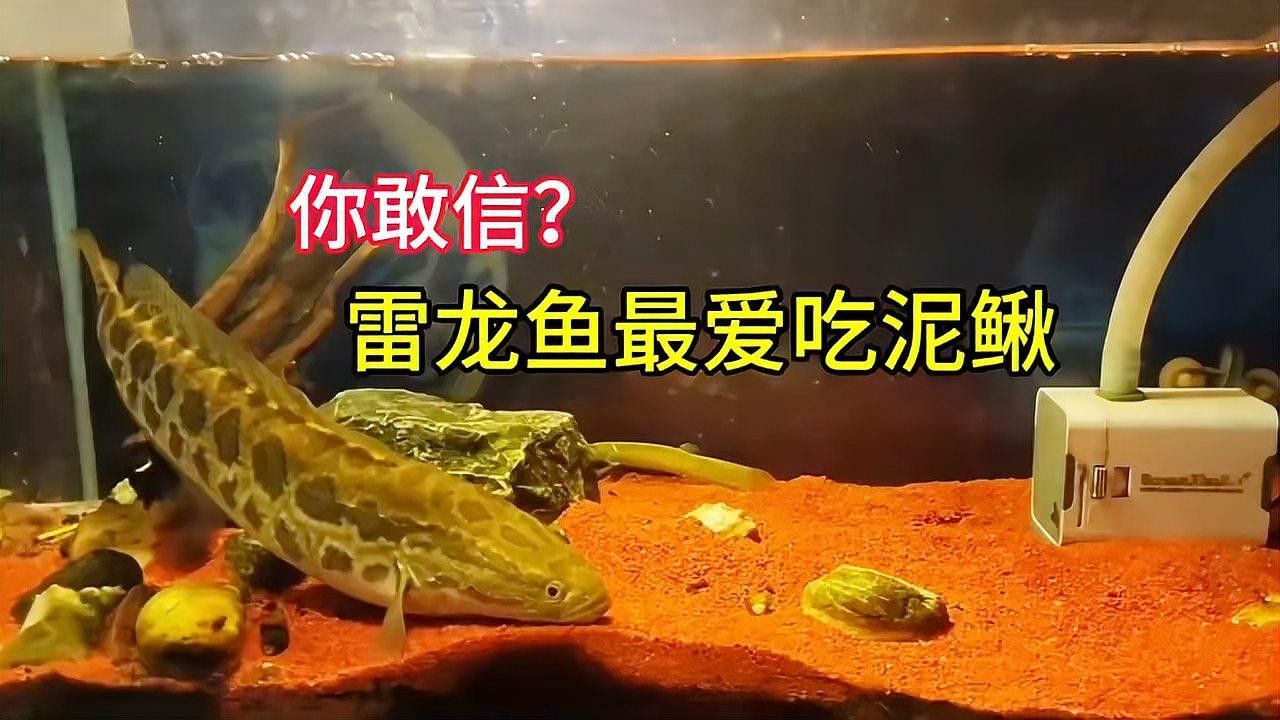 雷龍魚和黑魚有哪些共同特征：如何區分雷龍魚和黑魚