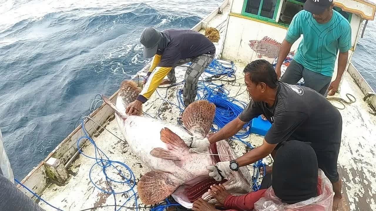 龍躉的分布范圍有哪些：【探秘海洋】霸氣的斑魚之王——龍躉