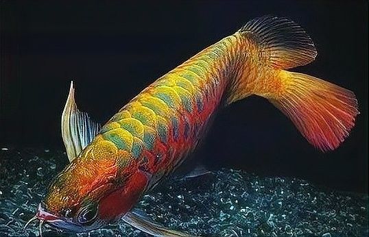哪些因素會影響龍魚的生存？：龍魚為何“臥床不起”揭秘趴缸真相與解救秘籍!