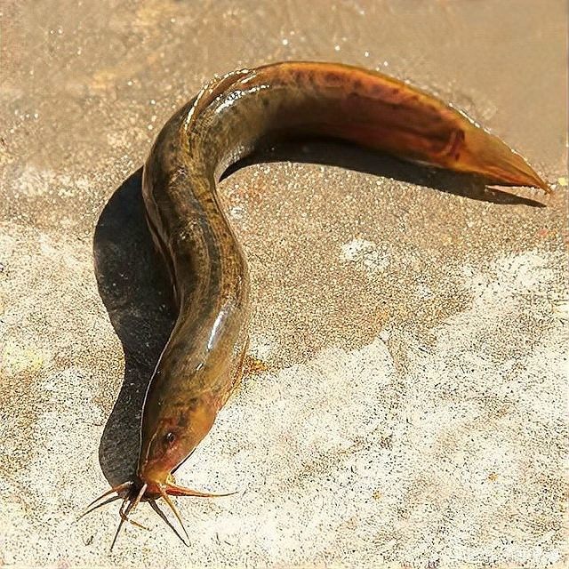 金龍魚(yú)多大開(kāi)始喂泥鰍：金龍魚(yú)吃泥鰍的最佳頻率是多少？