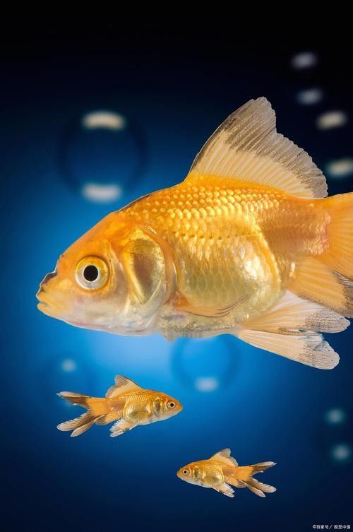 金龍魚公母區別圖：金龍魚公母區別的詳細特征