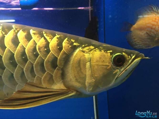 金龍魚公母區別圖：金龍魚公母區別的詳細特征