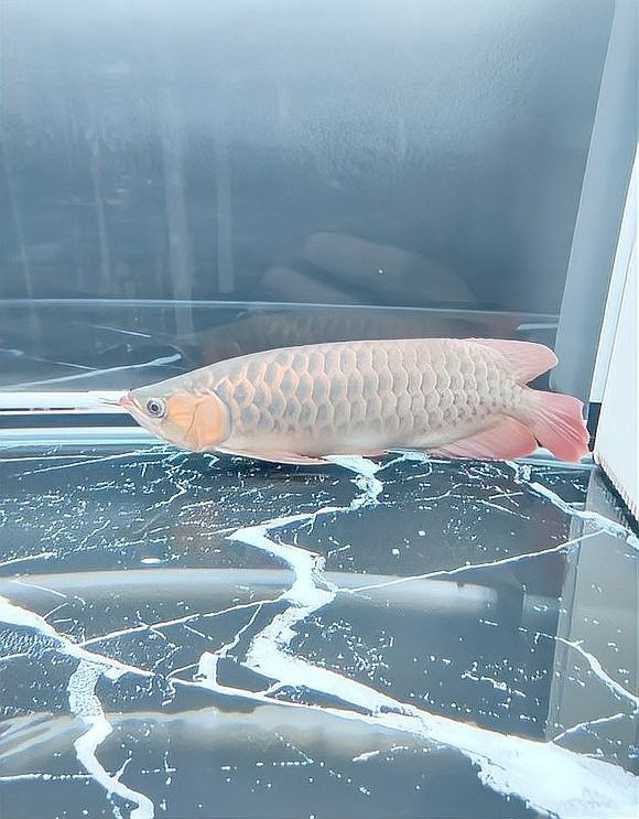 巴西亞魚和金龍魚能混養在同一個水族箱中混養在同一個水族箱中，巴西亞魚和金龍魚是否能混養