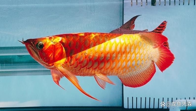 能推薦幾本龍魚風水小說嗎：11本已完結都市風水相師類小說