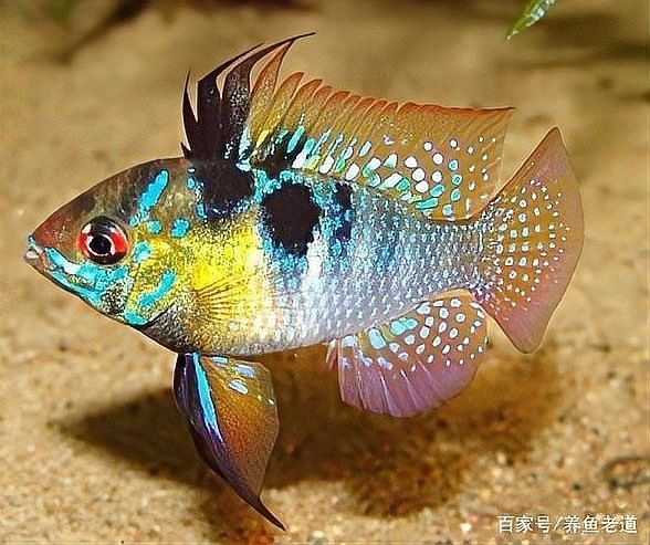 龍魚頭部潰爛多久能好：龍魚頭洞多久能恢復(fù)