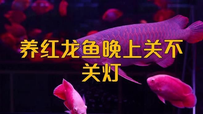 綠皮紅龍魚的最佳飼養環境：紅龍魚的正確飼養方法