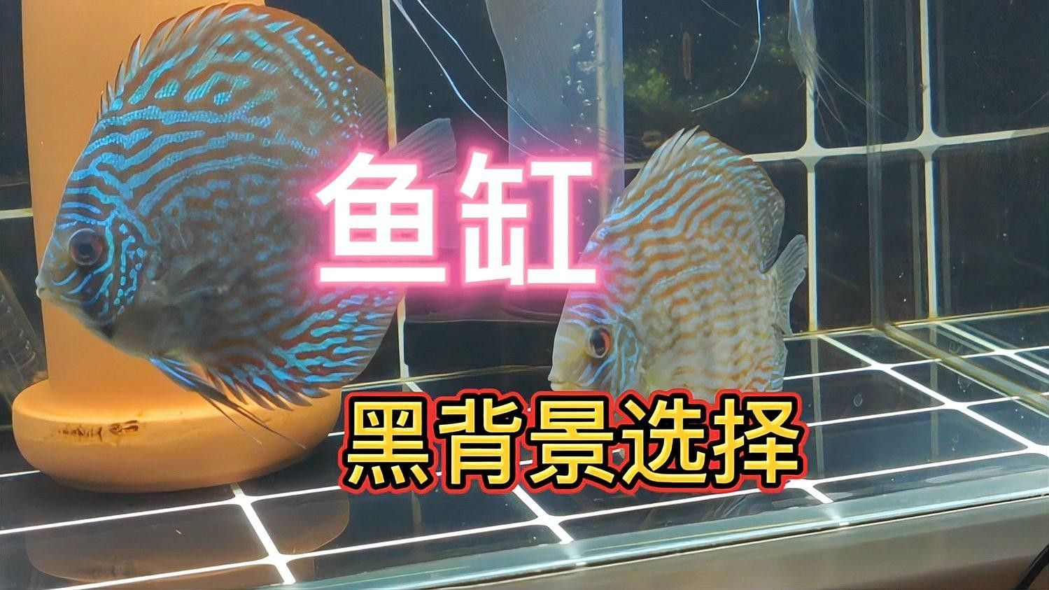 如何選擇合適的黑色背景紙？：如何選擇和貼好生態缸背景紙 如何選擇合適的黑色背景紙？：如何選擇和貼好生態缸背景紙 龍魚百科 第9張