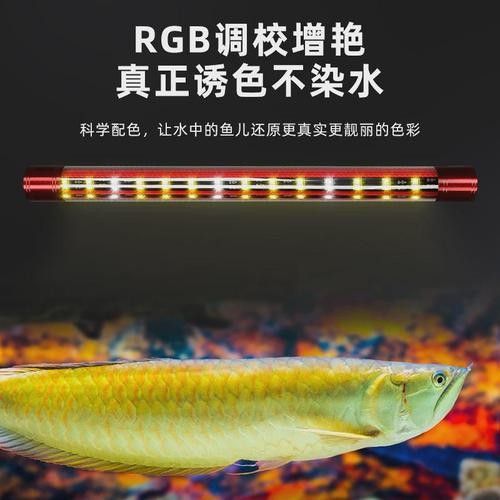 金龍魚缸燈有哪些類型：養(yǎng)龍魚燈光選擇全攻略