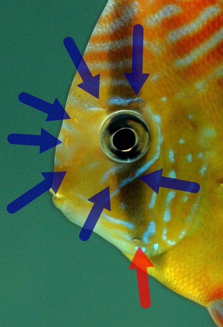龍魚頭洞病復發率高嗎？：龍魚頭洞病復發率與治療徹底性高度相關