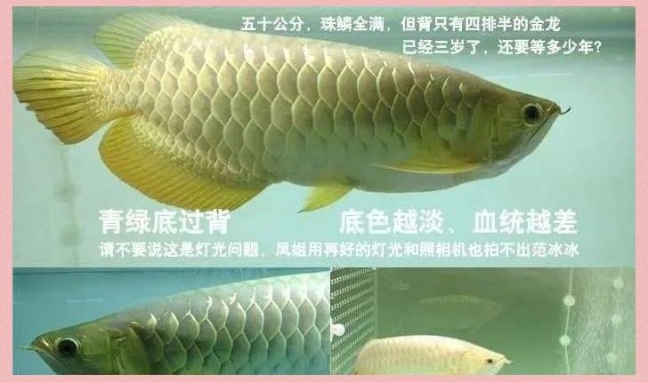 如何判斷金龍魚活體的品質：判斷金龍魚活體品質需綜合鱗片表現、珠鱗狀態、血統特征等多方面因素