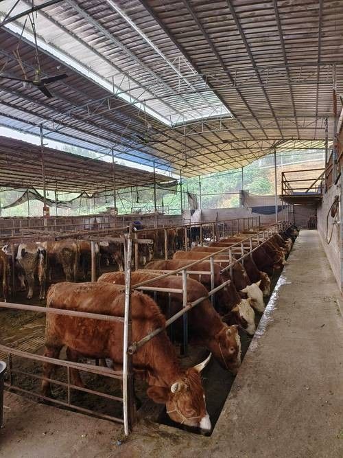 如何聯(lián)系這些養(yǎng)殖場：j平度市崔家集鎮(zhèn)大明養(yǎng)殖場聯(lián)系電話郵箱網(wǎng)址地址公示