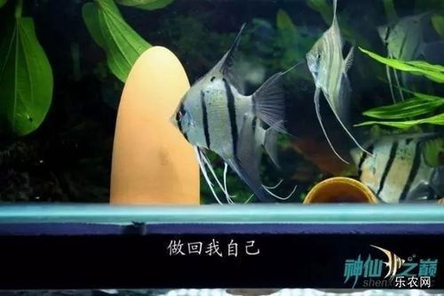 如何預防紅龍魚眼睛疾病？：養紅龍魚怎么養龍魚掉眼的原因有哪些應該怎么規避