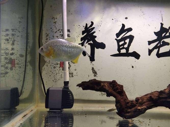 如何預防紅龍魚眼睛疾病？：養紅龍魚怎么養龍魚掉眼的原因有哪些應該怎么規避