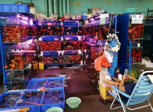 廣州龍魚市場哪家信譽最好？：關(guān)于廣州龍魚市場的問題