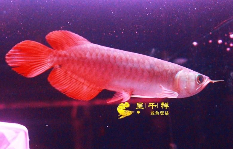 廣州龍魚市場哪家信譽最好？：關(guān)于廣州龍魚市場的問題