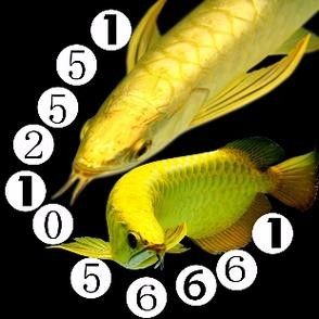 廣州龍魚市場哪家信譽最好？：關(guān)于廣州龍魚市場的問題
