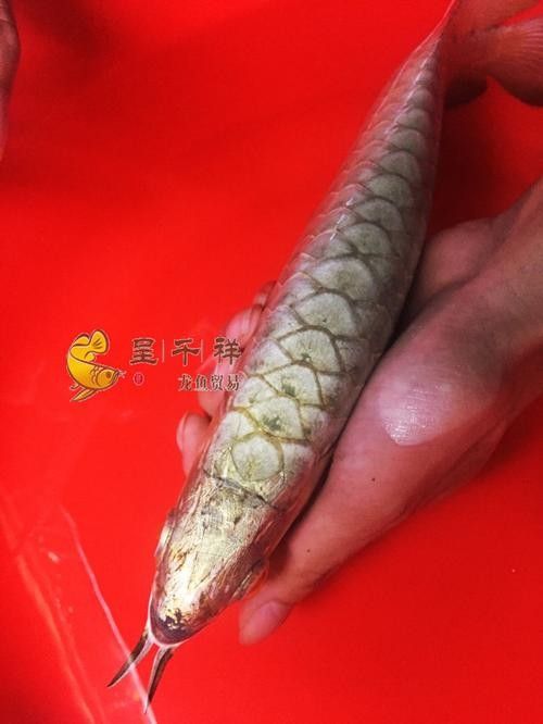 廣州龍魚市場哪家信譽最好？：關(guān)于廣州龍魚市場的問題