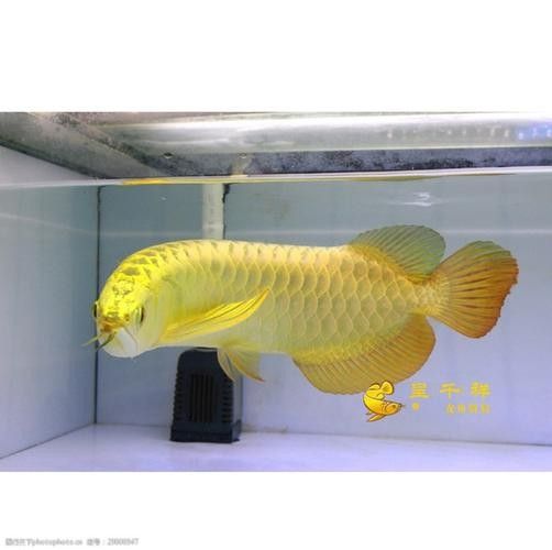 廣州龍魚市場哪家信譽最好？：關(guān)于廣州龍魚市場的問題