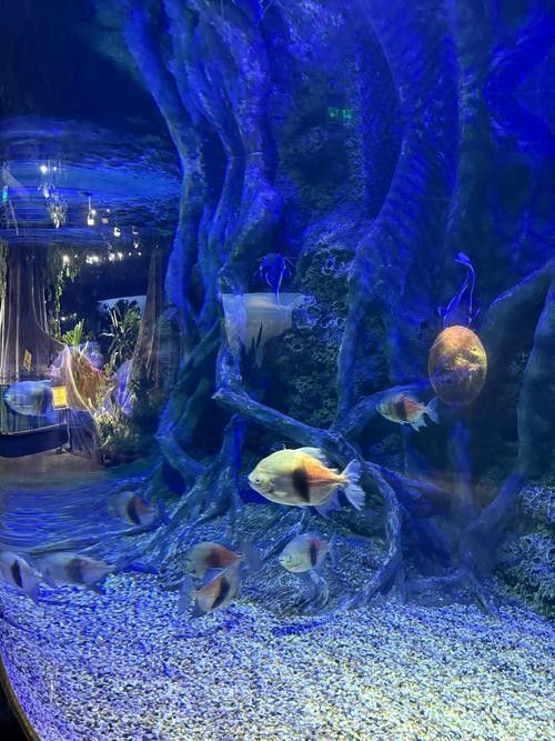 花地灣龍虎匯水族館的營業時間是？：廣州花地灣龍虎匯水族館門票多少錢