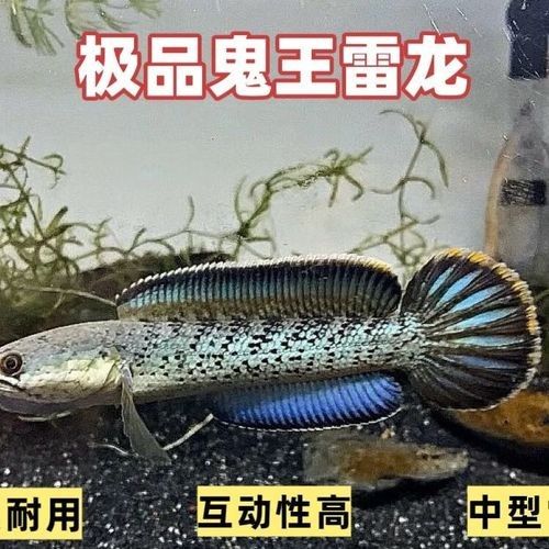 藍雷龍魚的價格是多少？：藍雷龍魚價格多少錢一只雷龍魚多少錢一只景途漫游者